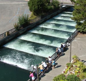 Wacthing salmon above the fish ladder via Don Graham