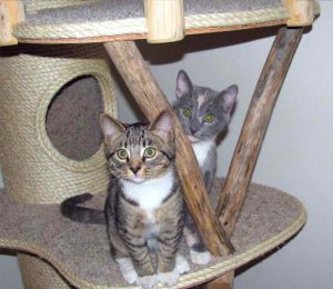 Royal Meow Cat Castle Two Kitties