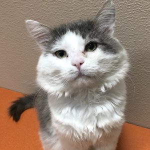 Humane Society for Southwest Washington Pet of the Week Baby Face