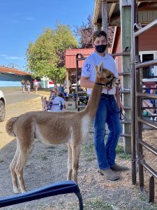 Sam standing with one of his alpaca outside a pen at the Clark County Fair