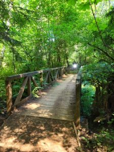 bridge on the Rock Candy trail at Capitol Forest