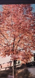red fall leaves on a tree in vancouver wa