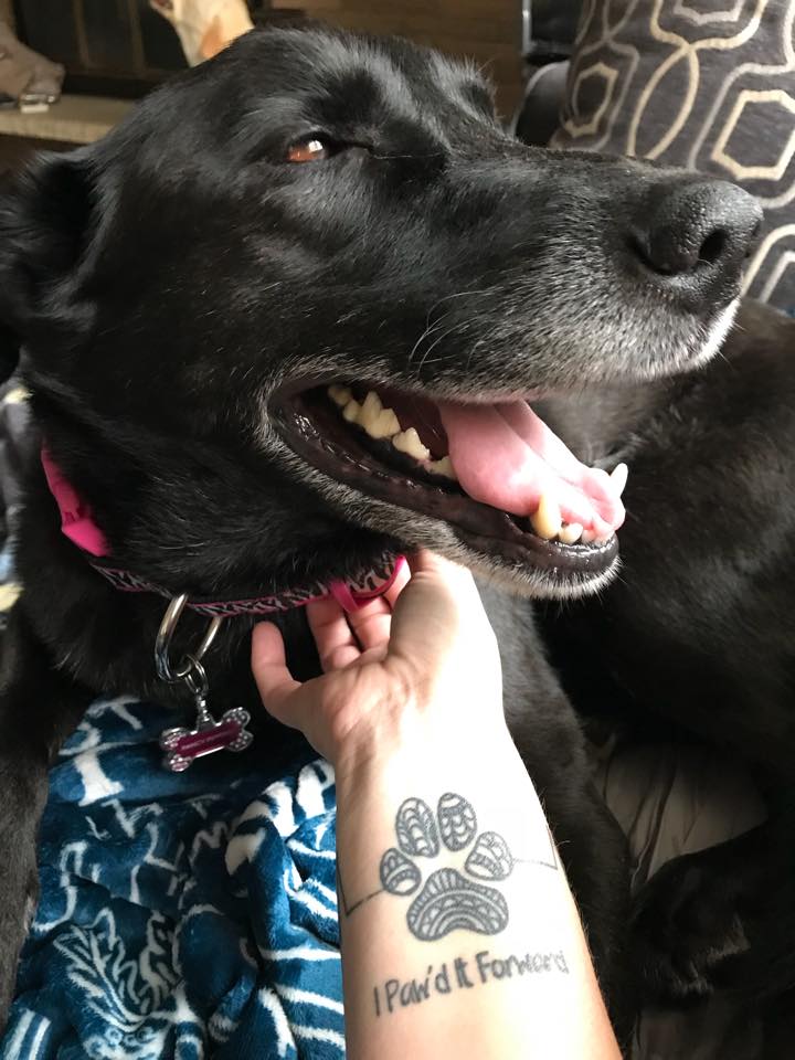 Black dog getting chin scratched
