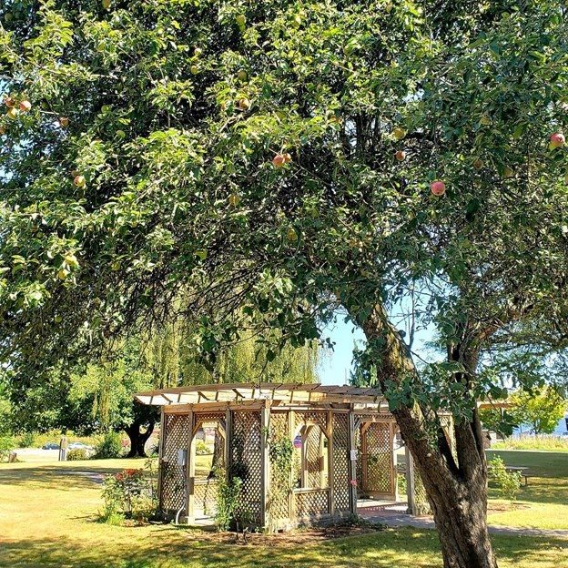 An arbor with roses growing on it sit underneath one of the heritage apple trees at Parker's Landing Historical Park.