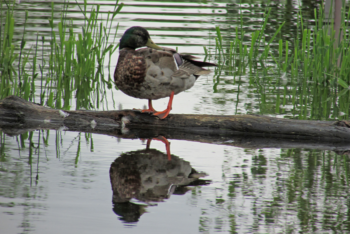 Wendy Bumgardner Burnt Bridge Duck - ClarkCoTalk