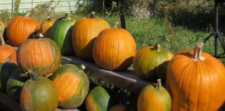 vancouver pumpkin patch