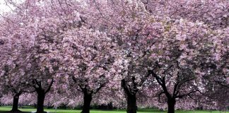 Clark College Sakura Festival cherry trees in bloom