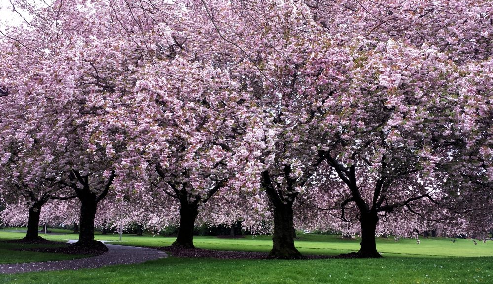 Clark College Sakura Festival cherry trees in bloom