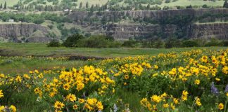 wildflower viewing in Clark County