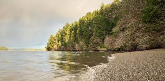 beach lined with a forest on the Evergreen Geoduck Trail