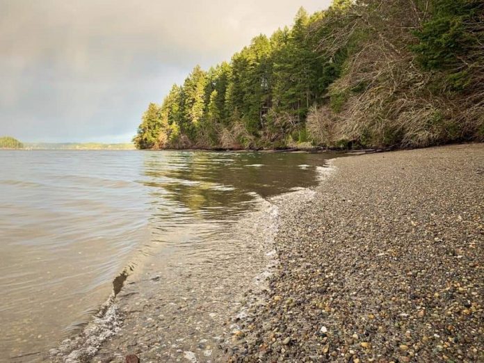 beach lined with a forest on the Evergreen Geoduck Trail