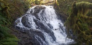 trail running olympia Mima-Falls