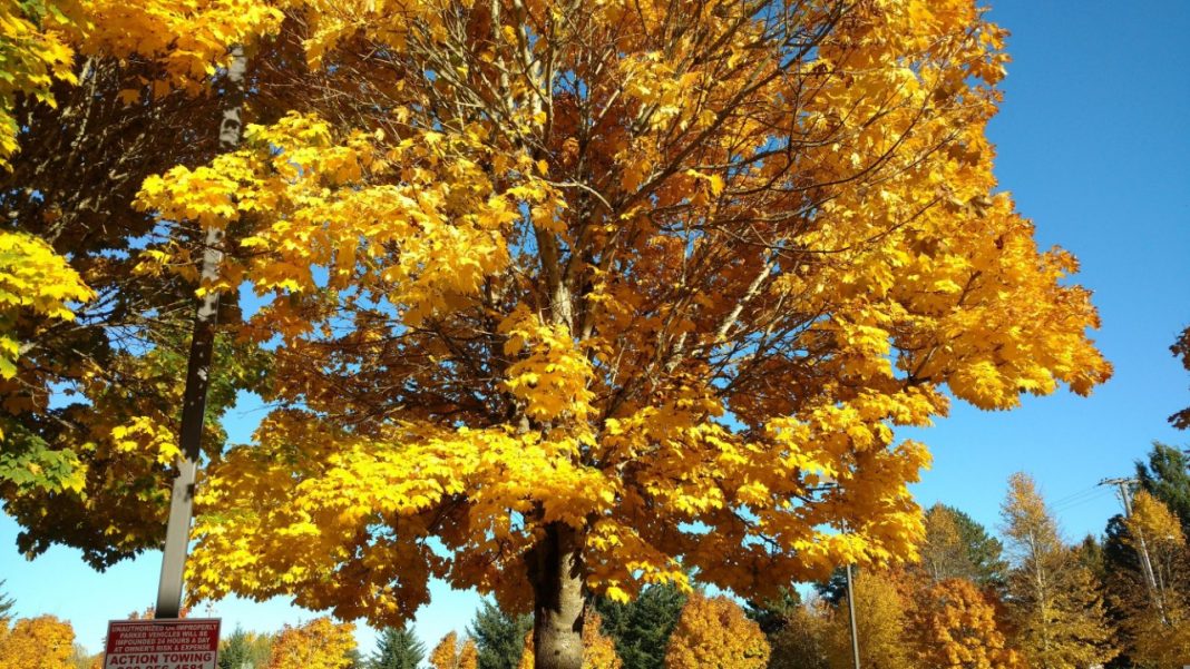 gold leaves on a tree in vancouver washington