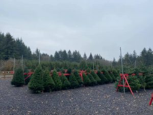 Christmas trees at Klopman Farms in Washougal, Washington