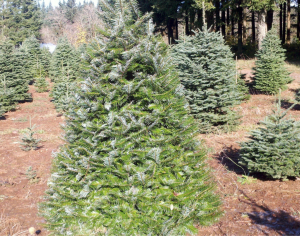 Christmas trees at Farrell Farms in Washougal, Washington