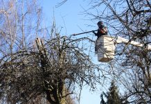 Cascade Tree Works pruning the heritage apple tree at Parker's Landing Historical Park.