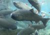 Chinook salmon swimming in a large group