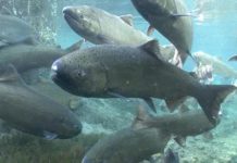Chinook salmon swimming in a large group